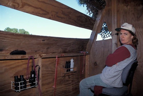 Inside a raptor banding blind